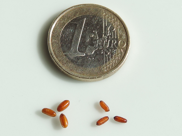 Black-Fig-Fly pupae (on the right) and Medfly pupae (on the left).