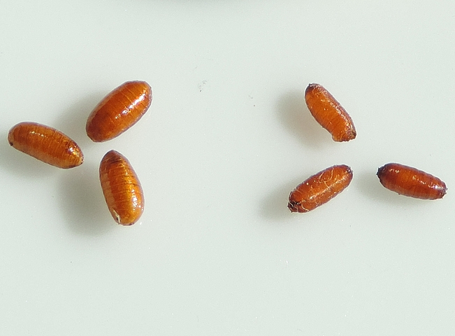 Black-Fig-Fly pupae (on the right) and Medfly pupae (on the left).