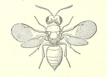 Pachyneuron vindemmiae Rondani