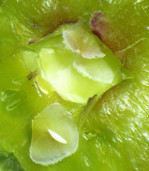 Silba adipata McAlpine: egg under an ostiolar scale of an immature fig - 'Bellone' variety.