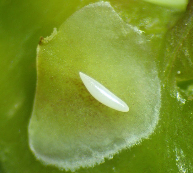 Silba adipata McAlpine: egg under an ostiolar scale of an immature fig - 'Bellone' variety.
