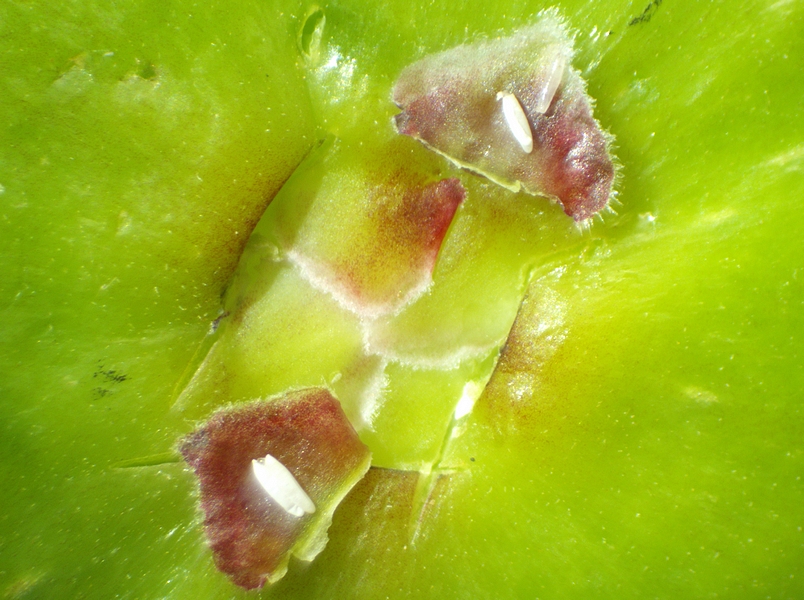 Silba adipata  McAlpine: 1 larva, I unhatched egg, and 1 chorion left by the larva stuck to the egg (top scale); 2 chorions (bottom scale).