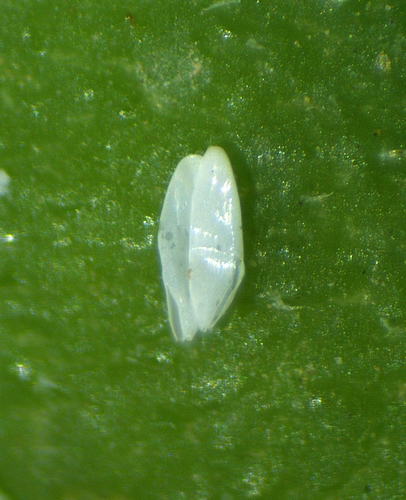 Silba adipata McAlpine: 2 empty eggs envelopes (chorions).