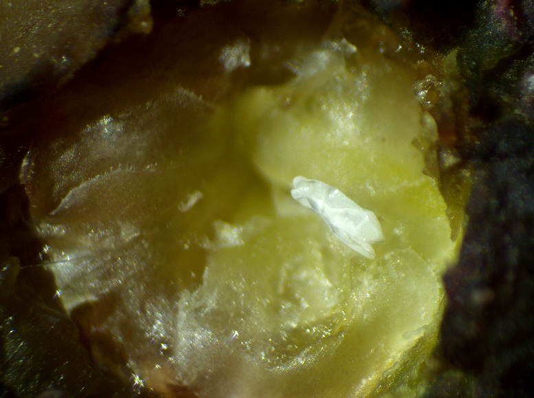 Silba adipata McAlpine: 2 chorions extracted from the ostiolar canal of a reddened immature fig ('Grise de la Saint-Jean' variety).