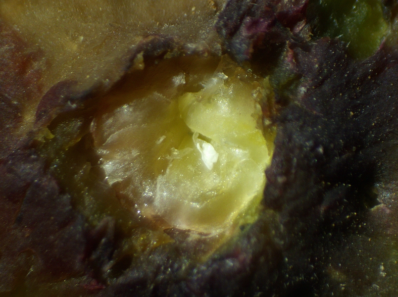 Silba adipata McAlpine: 2 chorions in the ostiolar canal of a reddened immature fig.