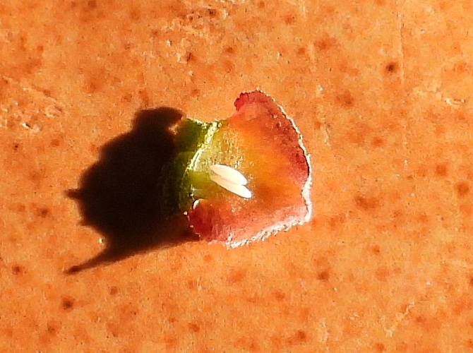 Silba adipata McAlpine: 2 eggs under an unripe fig reddish ostiolar scale