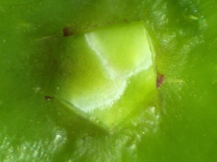 Silba adipata: a second level ostiolar scale covering 2 eggs.
