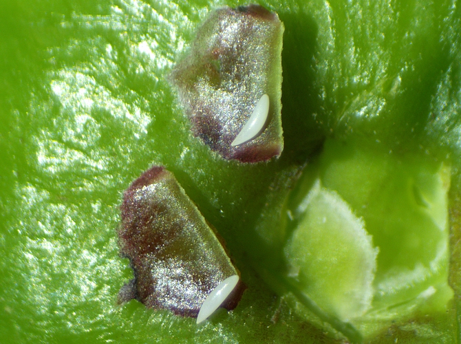 Silba adipata McAlpine: dissemination of 2 eggs under 2 ostiolar scales of an immature fig ('Bellone' variety).