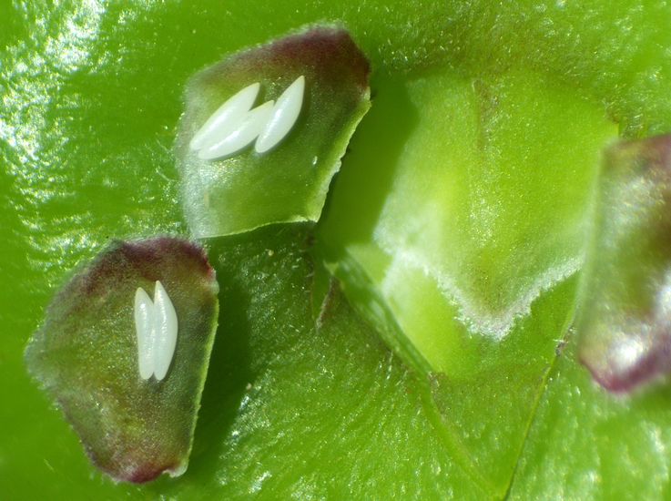 Silba adipata McAlpine: dissemination of 5 eggs under 2 ostiolar scales of an immature fig ('Bellone' variety).
