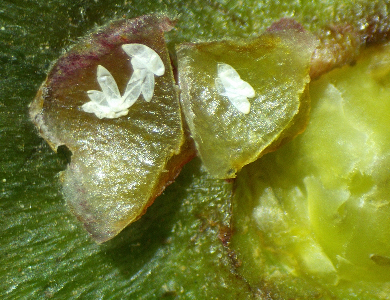 Silba adipata McAlpine: dissemination of 8 eggs under 2 ostiolar scales of an immature fig.