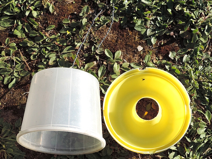 Silba adipata McAlpine: first 2021 catch, in a McPhail-type trap (aqueous solution of diammonium phosphate at 4 %).