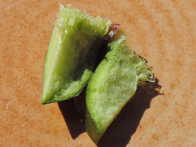 Silba adipata McAlpine: 3 eggs under an unripe fig ostiolar scale.