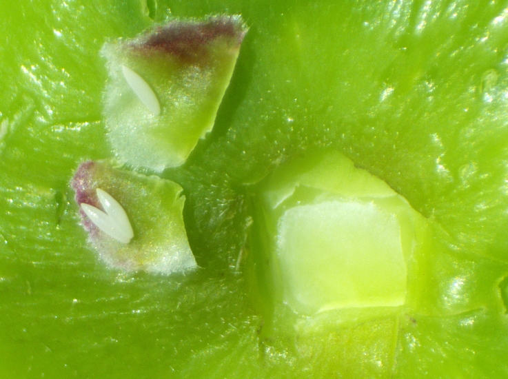Silba adipata McAlpine: dissemination of 3 eggs under 2 ostiolar scales of an immature fig ('Bellone' variety).