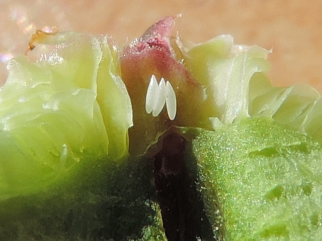 Silba adipata McAlpine: 3 eggs under an unripe fig ostiolar scale.