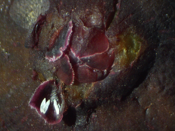 Silba adipata McAlpine: a group of 3 empty eggs envelopes (chorions) under a first level ostiolar scale.