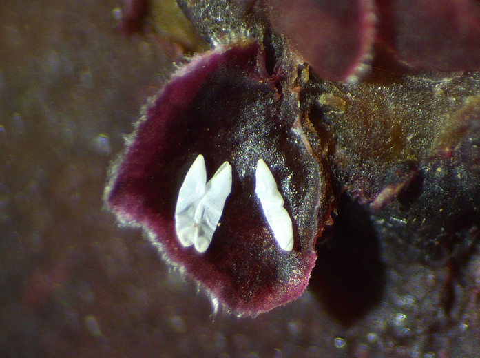 Silba adipata McAlpine: a group of 3 empty eggs envelopes (chorions) under a first level ostiolar scale.