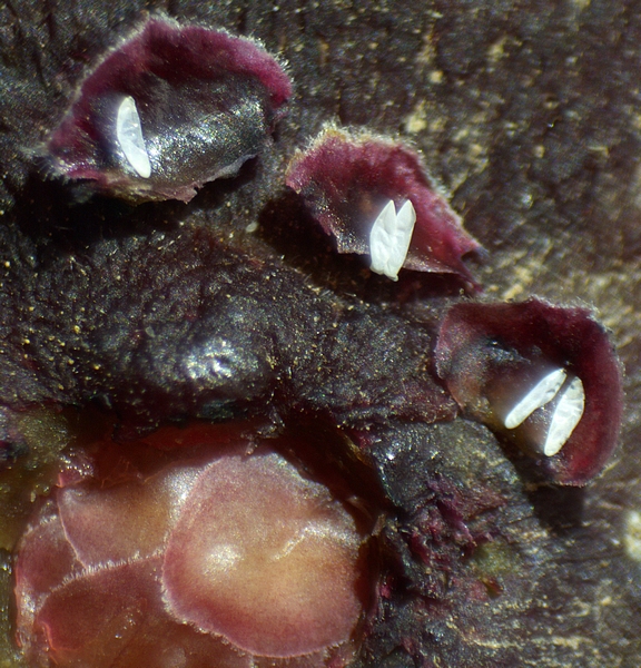 Silba adipata McAlpine: reddened immature fig containing 5 chorions distributed under 3 ostiolar scales.