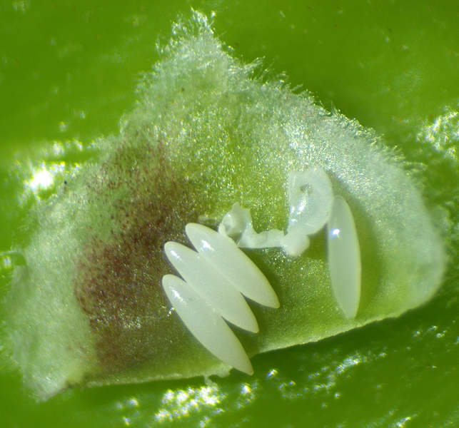 Silba adipata McAlpine: 4 eggs, 1 of which with the yolk fully revealed after scraping the chorion.