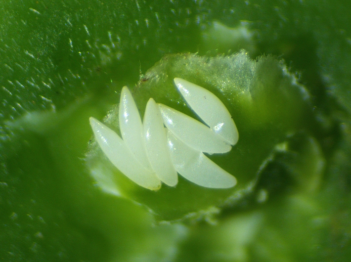 Silba adipata McAlpine: 6 unhatched eggs under the same unripe fig ostiolar scale.