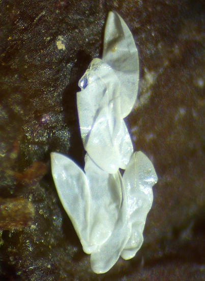 Silba adipata McAlpine: analysis of the cluster of chorions extracted from the ostiolar canal of the reddened immature fig.