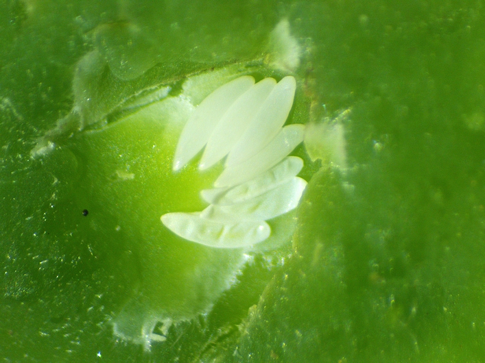 Silba adipata McAlpine : simultaneous presence of 4 unhatched eggs and 3 chorions under an ostiolar scale.