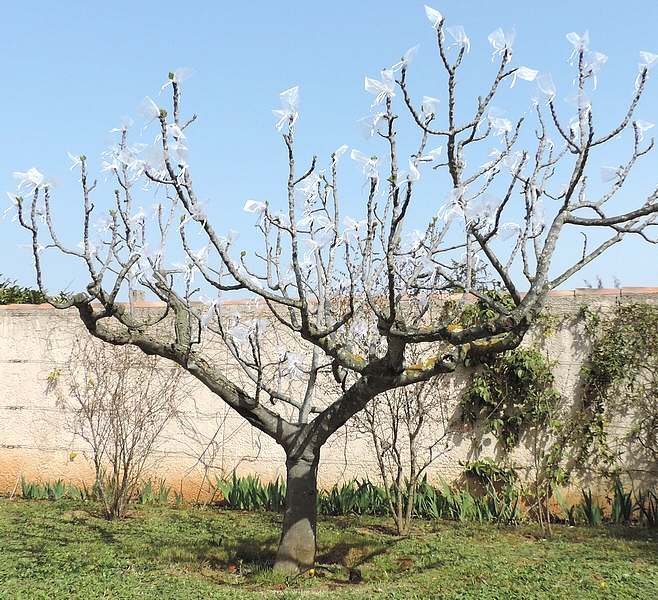 reba figs ('Grise de la Saint-Jean' variety) individually bagged against Silba adipata McAlpine.