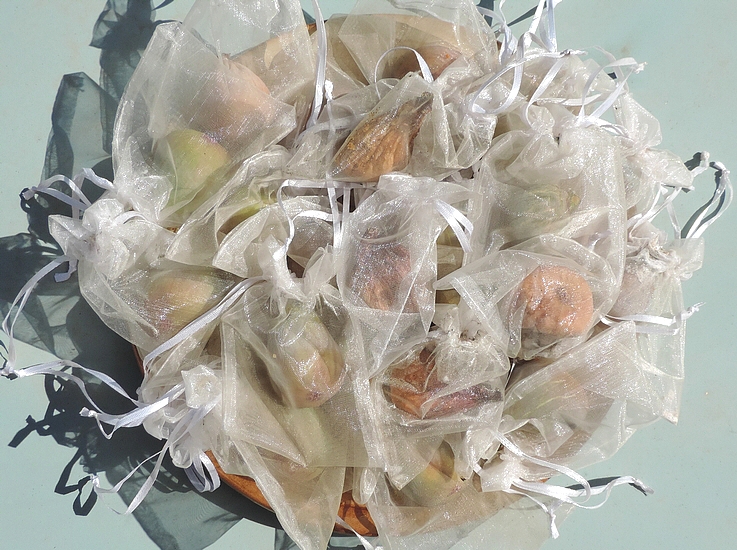 Breba figs of the 'Grise de la Saint-Jean' variety picked with their protective organza bags against Silba adipata McAlpine.