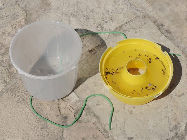 Silba adipata McAlpine: McPhail trap inspection.