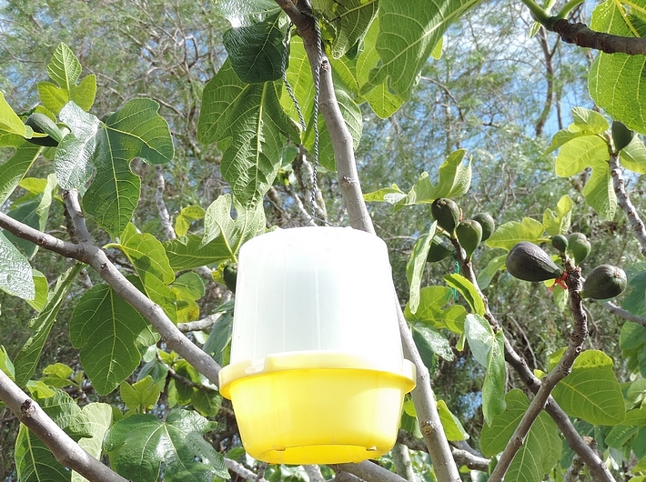 McPhail trap set in a fig tree against Silba adipata McAlpine.