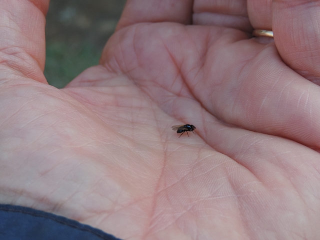 An exceptional encounter with the Black Fig Fly (Silba adipata McAlpine, 1856).