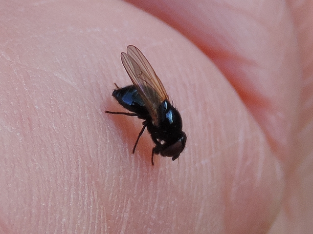 An exceptional encounter with the Black Fig Fly (Silba adipata McAlpine, 1856).