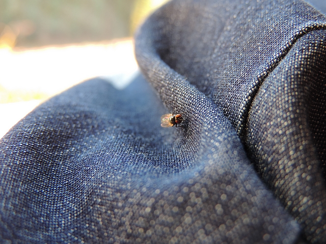 A black fig fly on the observer's jeans.