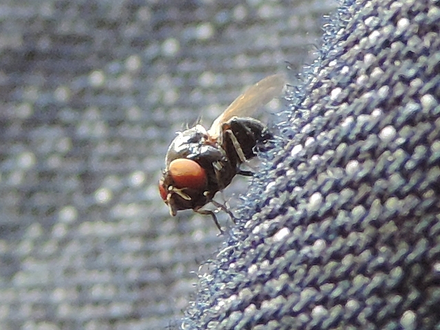 A black fig fly on the observer's jeans.