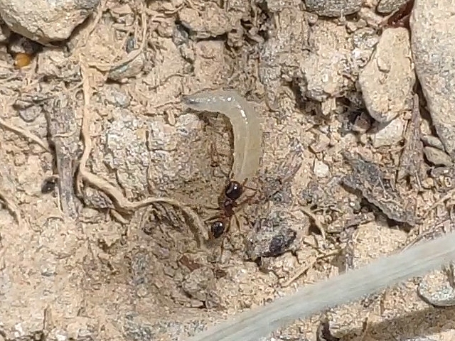 AAnt attacking a Black Fig Fly larva, which fell fom the immature fig to the ground