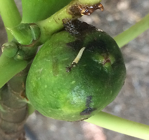 Ant attacking a Black Fig Fly larva, which is abandoning the immature fig.
