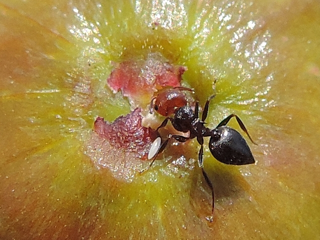 Ant having extracted a Black Fig Fly egg fron the ostiolar scales,