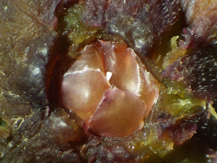 Silba adipata McAlpine: tip of a chorion implanted in the ostiolar canal of a reddened immature fig.