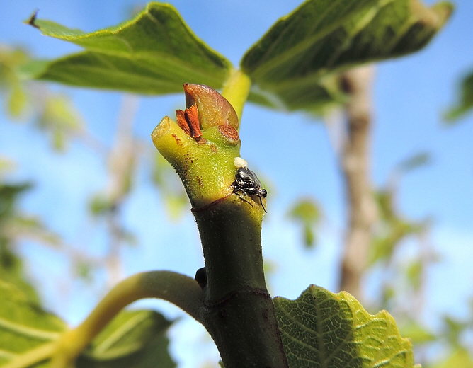 Silba adipata McAlpine: female crushed by a sharp flick against a torn off petiole base.