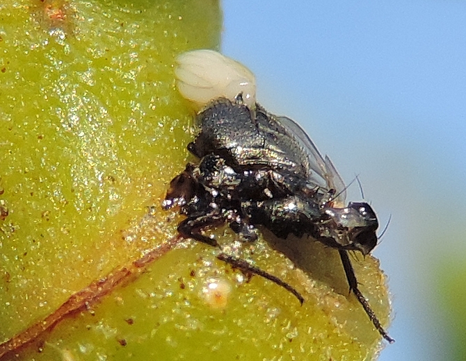 Silba adipata McAlpine: mass of eggs (ovary) extracted from the abdomen of a female crushed by a sharp flick.