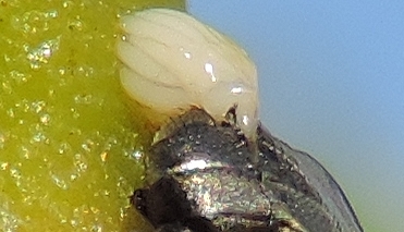 Silba adipata McAlpine: mass of eggs (ovary) extracted from the abdomen of a female crushed by a sharp flick.