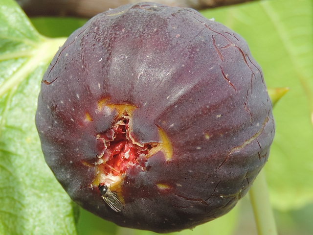 Black Fig Fly on the edge of an overripe fig dilated ostiole.