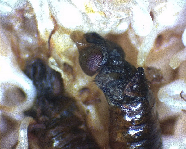 Silba adipata McAlpine: imago (dead) having partially emerged from a pupa inside an immature fig.