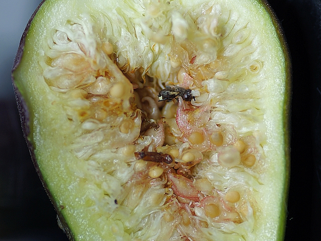 Silba adipata McAlpine: young imago having emerged from a pupa inside an immature fig, and which did not survive.