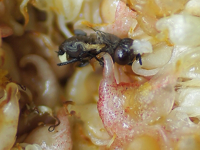 Silba adipata McAlpine: young imago having emerged from a pupa inside an immature fig, and which did not survive.