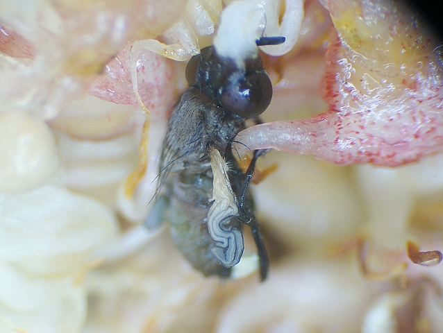 Silba adipata McAlpine: non unfolded wing of a young imago (dead) having emerged from a pupa inside an immature fig.