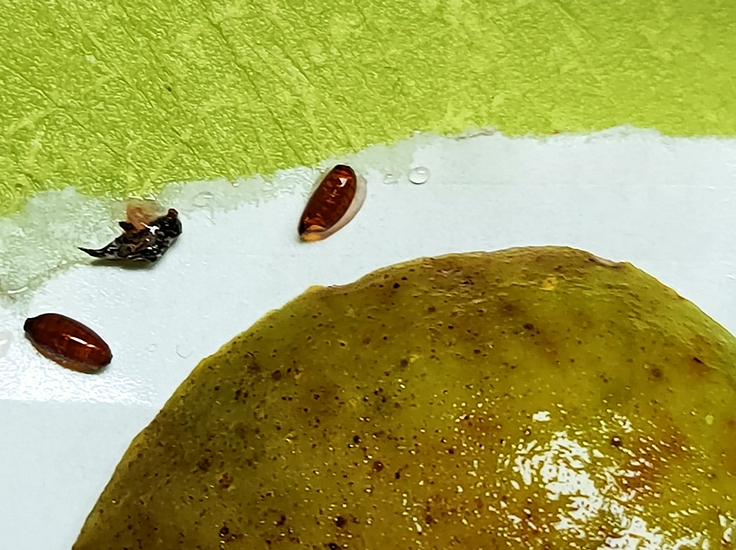 Silba adipata McAlpine dead imago and pupae extracted from the infructescence of the D3 ripe fig.