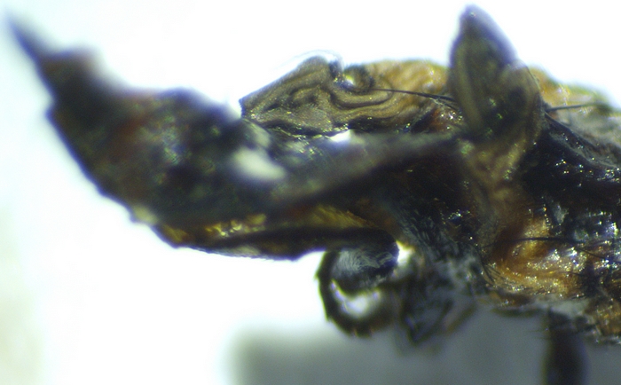 Second wing of the dead Silba adipata McAlpine imago extracted from the infructescence of the D3 ripe fig.