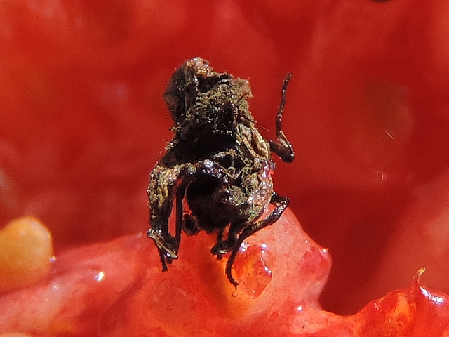 Black Fig Fly (Silba adipata McAlpine) : desiccated imago inside a ripe fig.