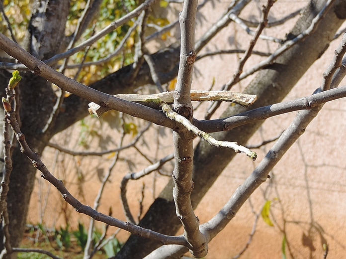 Debarked fig tree twigs placed on the target fig tree for Silba adipata McAlpine detection, in March 2021.