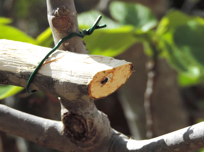 Silba adipata McAlpine first 2021 detection, with a debarked fig tree twig placed on a target fig tree.